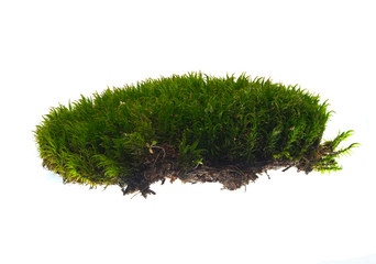 moss isolated on white background