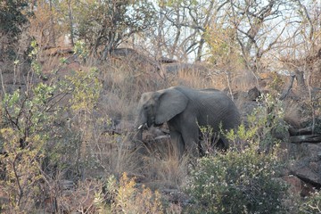 Fototapeta premium Afrika Botswana Natur Tiere