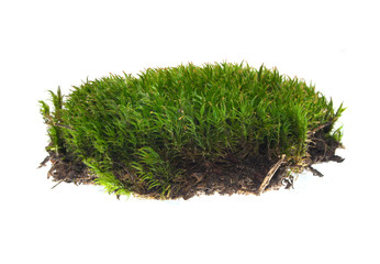 moss isolated on white background