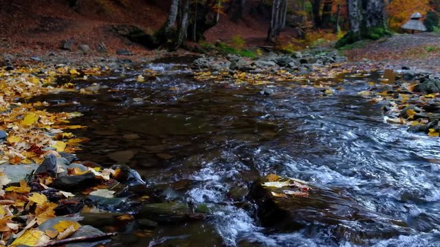 Autumn landscape with forest stream. Fall colors woodland nature background.