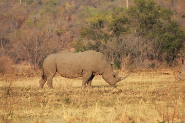 Naklejka premium Afrika Botswana Natur Tiere