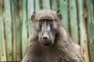 Chacma baboon in Kruger National park, South Africa