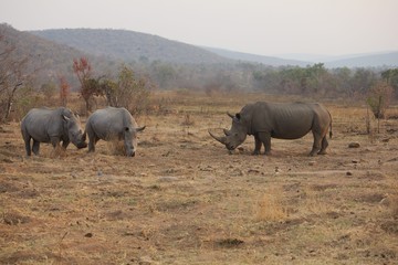 Fototapeta premium Afrika Botswana Natur Tiere