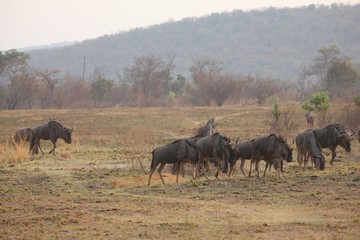 Fototapeta premium Afrika Botswana Natur Tiere