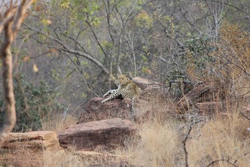 Afrika Botswana Natur Tiere