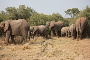 Fototapeta premium Afryka Botswana zwierzęta przyrody