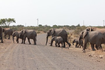 Fototapeta premium Afrika Botswana Natur Tiere