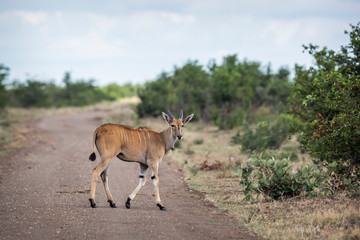 Common eland young male crossing dirt road in Kruger National park, South Africa ; Specie...