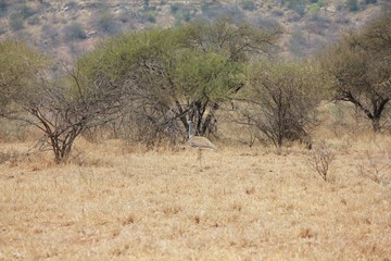 Afrika Botswana Natur Tiere