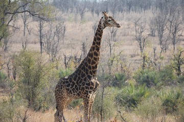 Afrika Botswana Natur Tiere