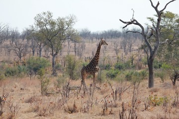 Afrika Botswana Natur Tiere