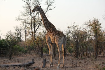 Afrika Botswana Natur Tiere