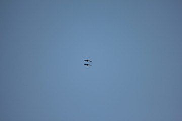 Afrika Botswana Natur Tiere