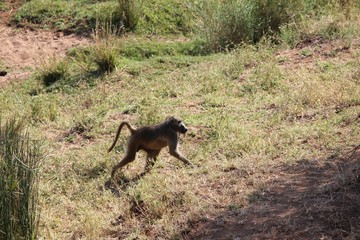 Afrika Botswana Natur Tiere