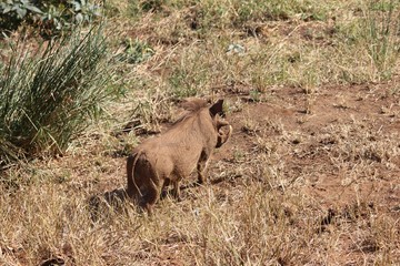 Afrika Botswana Natur Tiere