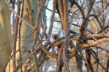 Afrika Botswana Natur Tiere