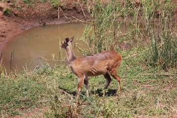 Afrika Botswana Natur Tiere