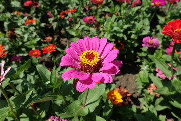 Bright pink flower head of zinnia elegans