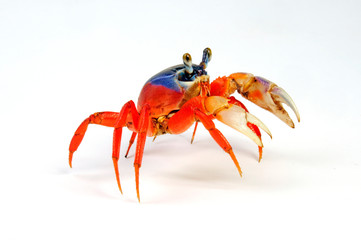 Harlekinkrabbe (Cardisoma armatum) - rainbow crab © bennytrapp