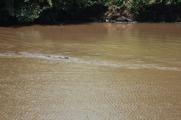 Afrika Botswana Natur Tiere