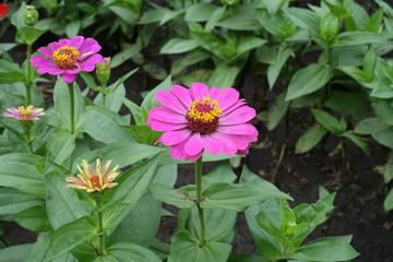 Fototapeta premium Fuchsia colored flower heads of zinnia elegans