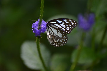 Obraz premium Natures Beauty