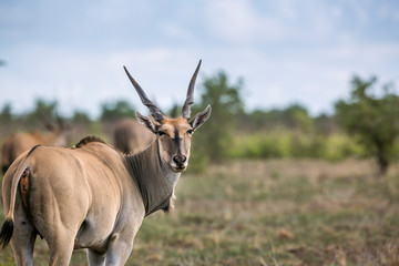 Common eland looking back in Kruger National park, South Africa ; Specie Taurotragus oryx family of Bovidae