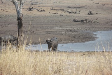 Afrika Botswana Natur Tiere