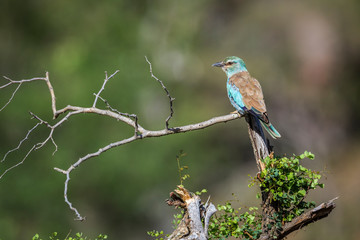 European Roller rear view perching on branch in Kruger National park, South Africa ; Specie...