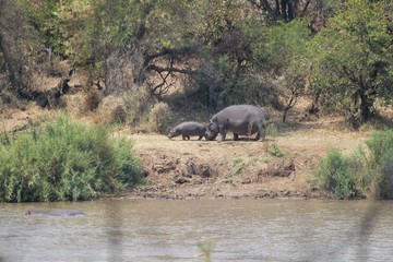 Naklejka na ściany i meble Afrika Botswana Natur Tiere
