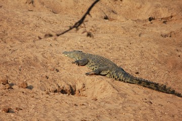 Afrika Botswana Natur Tiere