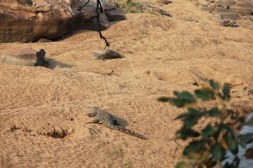 Afrika Botswana Natur Tiere