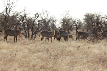 Naklejka na ściany i meble Afrika Botswana Natur Tiere