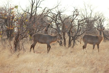 Obraz na płótnie Canvas Afrika Botswana Natur Tiere