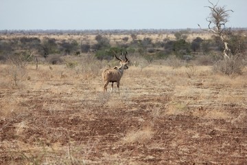 Afrika Botswana Natur Tiere