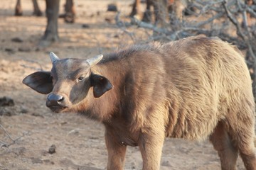 Fototapeta premium Afrika Botswana Natur Tiere