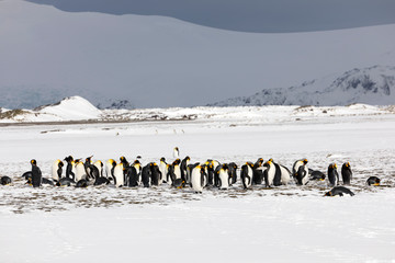 A colony of king penguins on Salisbury Plain on South Georgia in Antarctica