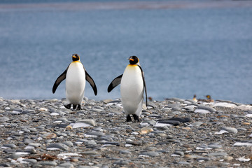 Two king penguins walk on the pebble beach on Salisbury Plain on South Georgia in Antarctica