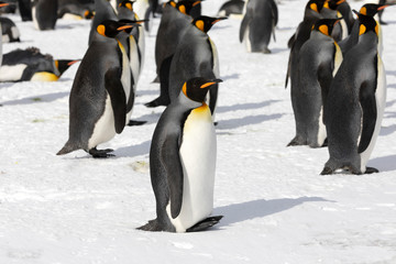 A colony of king penguins on Salisbury Plain on South Georgia in Antarctica