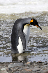 A king penguin stands in slush on Salisbury Plain on South Georgia in Antarctica