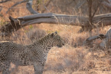 Afrika Botswana Natur Tiere