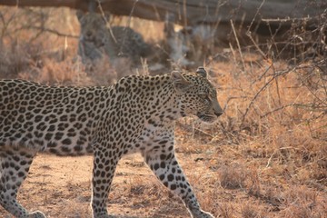Afrika Botswana Natur Tiere