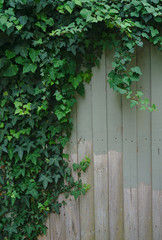 Ivy plant on unevenly painted wooden fence