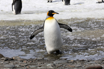 A king penguin waddles in the slush on Salisbury Plain on South Georgia in Antarctica