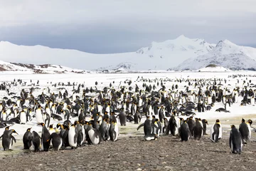 Fototapeten Eine Kolonie von Königspinguinen auf der Salisbury Plain in Südgeorgien in der Antarktis © Fredy Thürig