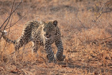Afrika Botswana Natur Tiere