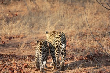 Afrika Botswana Natur Tiere