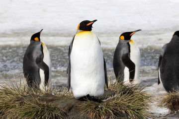 A king penguin rests on a small mound on Salisbury Plain on South Georgia in Antarctica