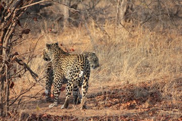 Afrika Botswana Natur Tiere