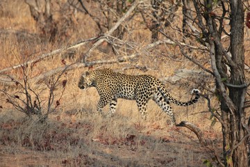 Afrika Botswana Natur Tiere